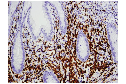 Immunohistochemistry Image 6: NCAM-L1 (D5D3K) Rabbit Monoclonal Antibody (BSA and Azide Free)