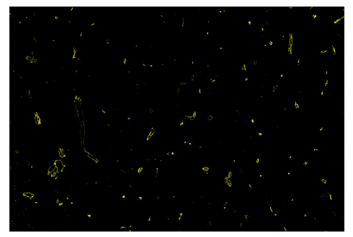 Immunohistochemistry Image 3: CD36 (E8B7S) & CO-0089-750 SignalStar<sup>™</sup> Oligo-Antibody Pair