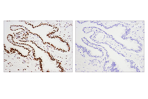 Immunohistochemistry Image 1: Mouse (E5Y6Q) Monoclonal Antibody IgG2a Isotype Control