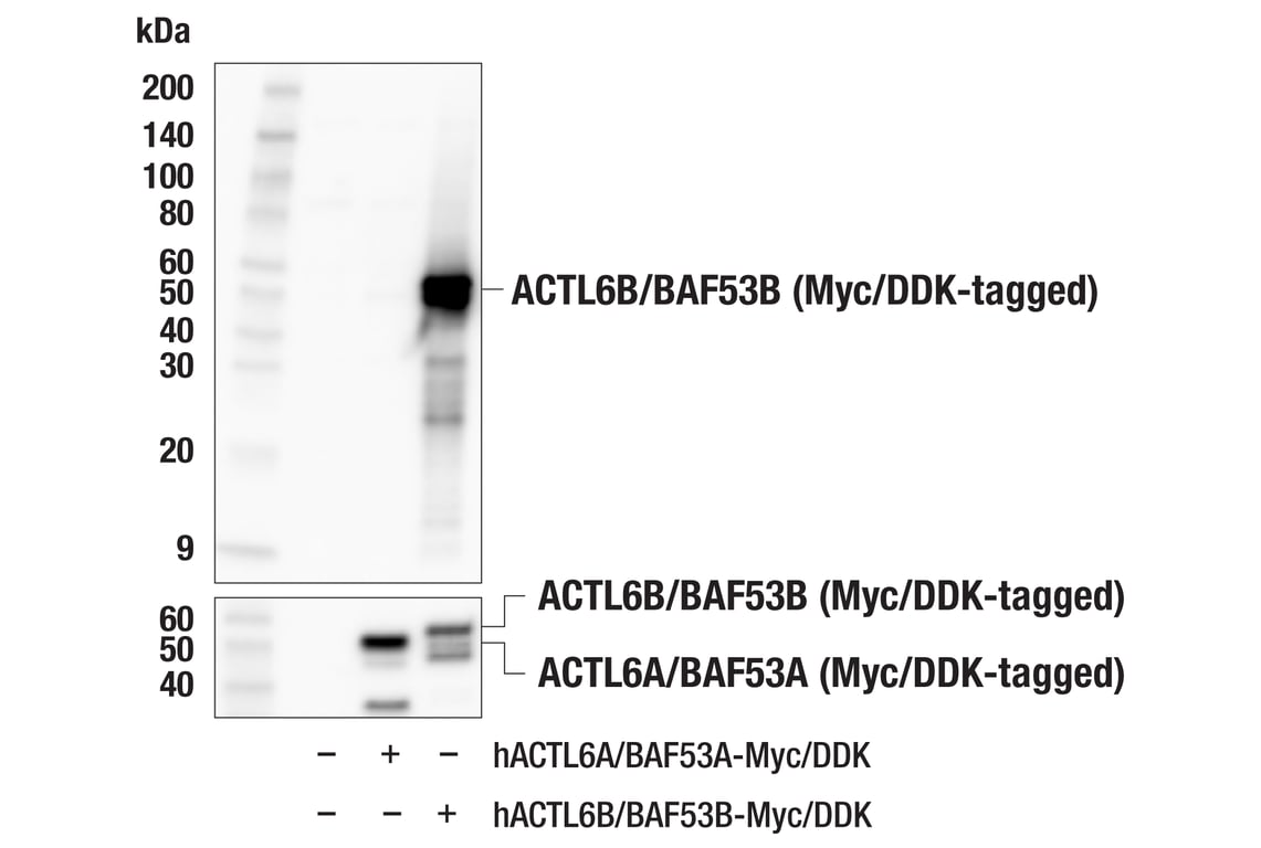 Western Blotting Image 2: ACTL6B/BAF53B (E5X8C) Rabbit Monoclonal Antibody