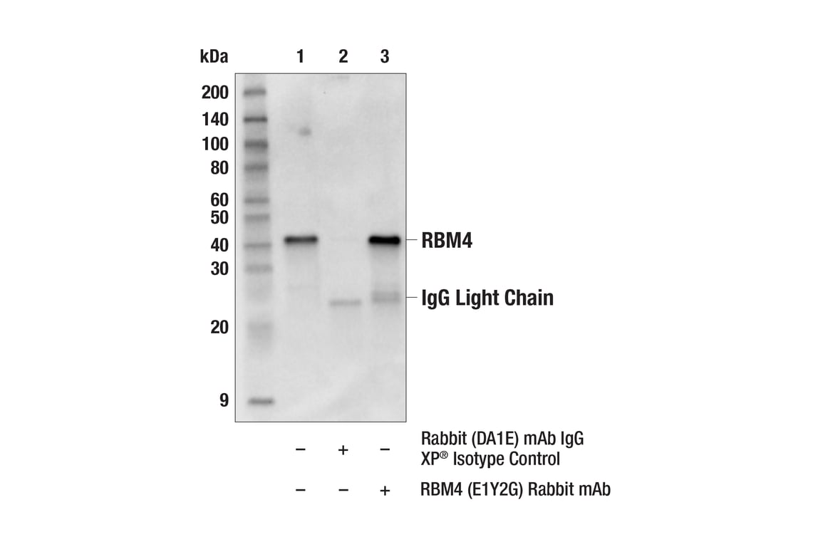 Immunoprecipitation Image 1: RBM4 (E1Y2G) Rabbit Monoclonal Antibody