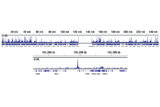 Chromatin Immunoprecipitation Image 2: p300 (D2X6N) Rabbit Monoclonal Antibody