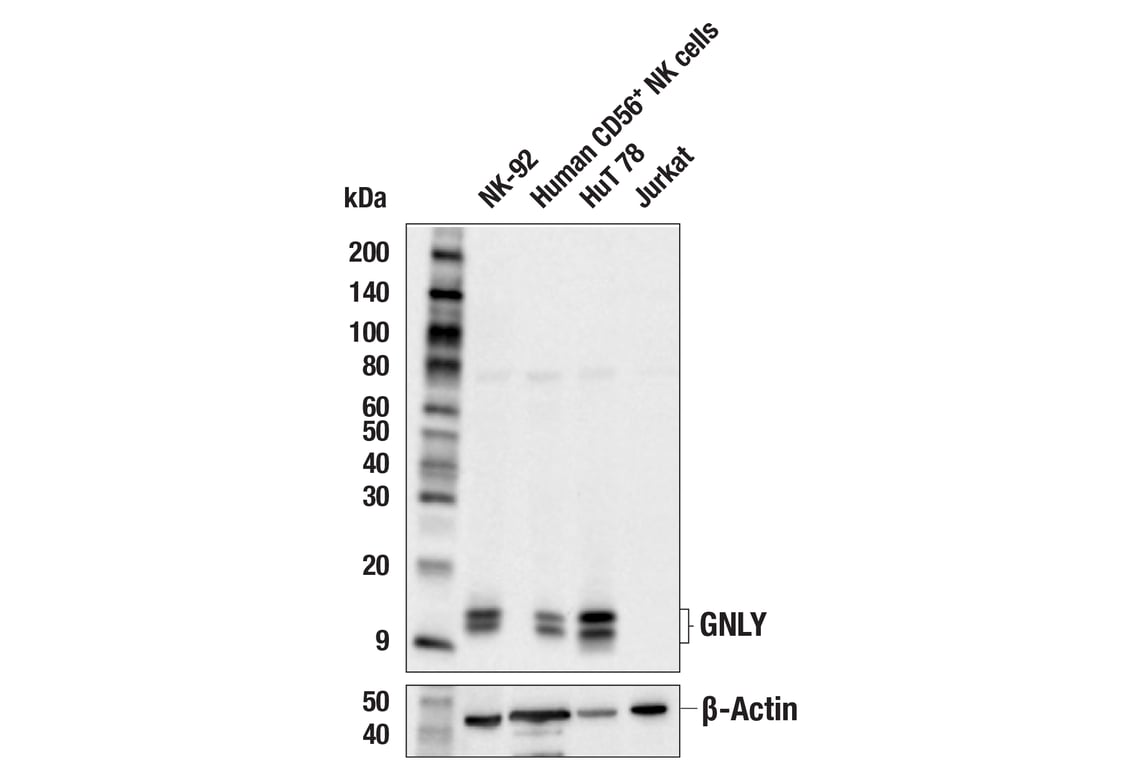 Western Blotting Image 2: GNLY (E3N1M) Rabbit Monoclonal Antibody