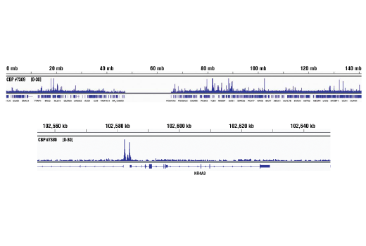 undefined Image 15: PPAR gamma Regulated Fatty Acid Metabolism Antibody Sampler Kit