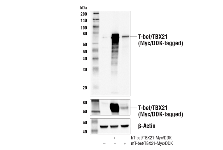 Western Blotting Image 2: T-bet/TBX21 (E4I2K) Rabbit Monoclonal Antibody (BSA and Azide Free)