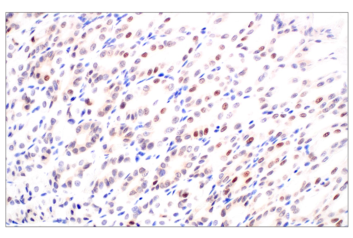 Immunohistochemistry Image 7: POM121 (E3W3J) Rabbit Monoclonal Antibody