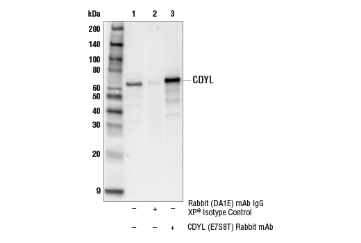 Immunoprecipitation Image 1: CDYL (E7S8T) Rabbit Monoclonal Antibody