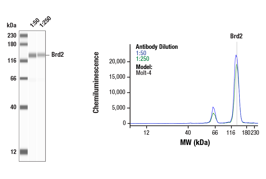 Western Blotting Image 1: Brd2 (D89B4) Rabbit Monoclonal Antibody