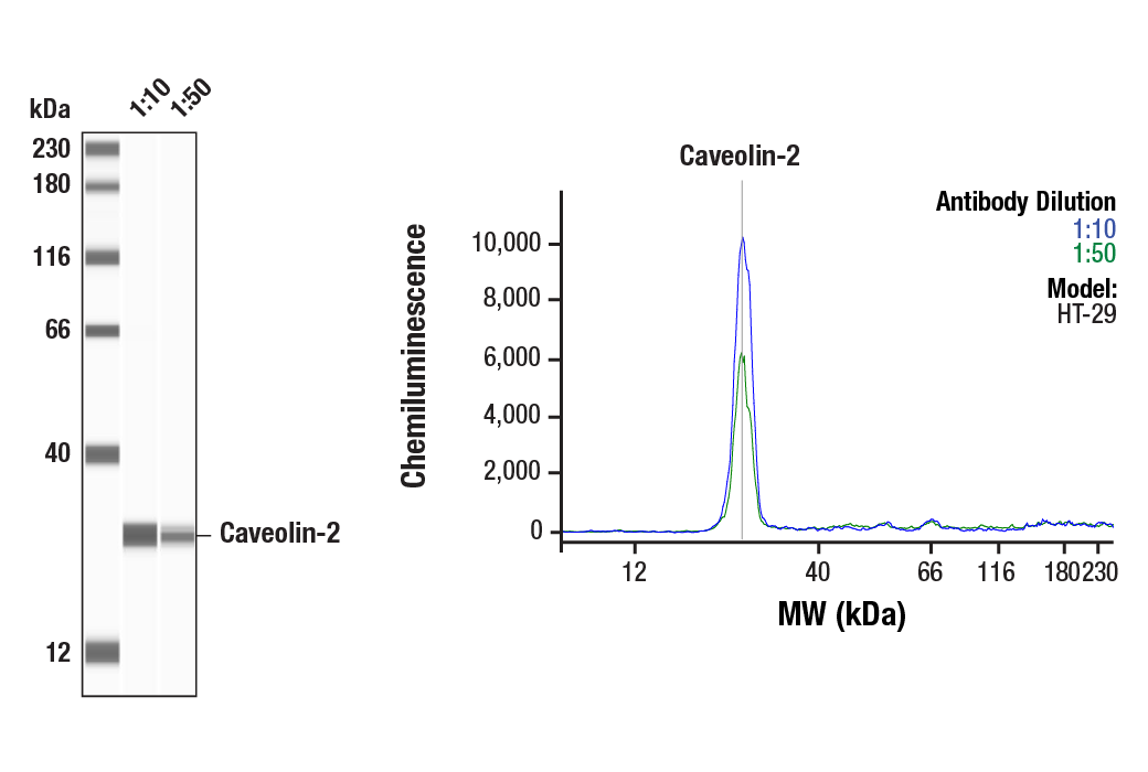 Western Blotting Image 1: Caveolin-2 (D4A6) Rabbit Monoclonal Antibody