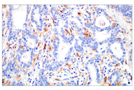 Immunohistochemistry Image 2: Siglec-10 (E1D7S) Rabbit Monoclonal Antibody (BSA and Azide Free)