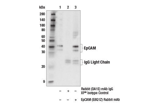 Immunoprecipitation Image 1: EpCAM (E8Q1Z) Rabbit Monoclonal Antibody