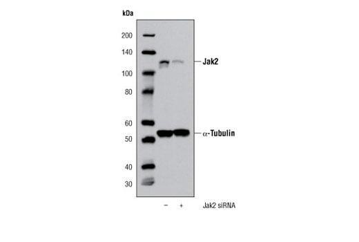 undefined Image 5: Jak Isoform Antibody Sampler Kit