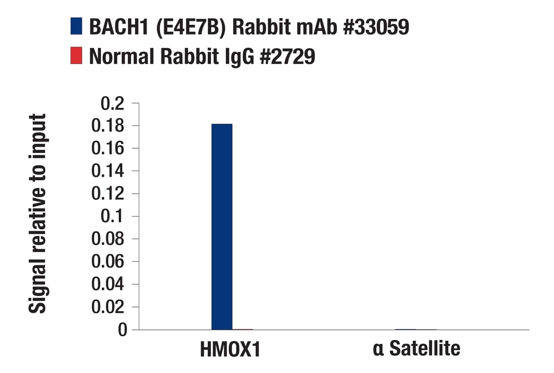 Chromatin Immunoprecipitation Image 3: BACH1 (E4E7B) Rabbit Monoclonal Antibody