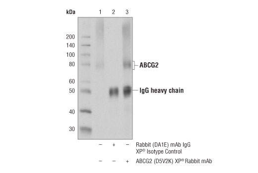 Immunoprecipitation Image 1: ABCG2 (D5V2K) Rabbit Monoclonal Antibody