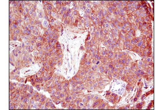 Immunohistochemistry Image 1: MARCKS (D88D11) Rabbit Monoclonal Antibody (BSA and Azide Free)