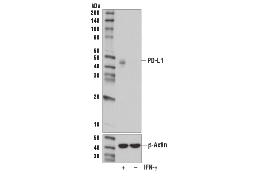 Western Blotting Image 2: PD-L1 (E1L3N) Rabbit Monoclonal Antibody (BSA and Azide Free)