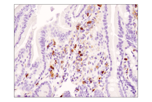 4588さま2020 Pro108Ser mutant of SARS-CoV-2 3CLpro reduces the enzymatic