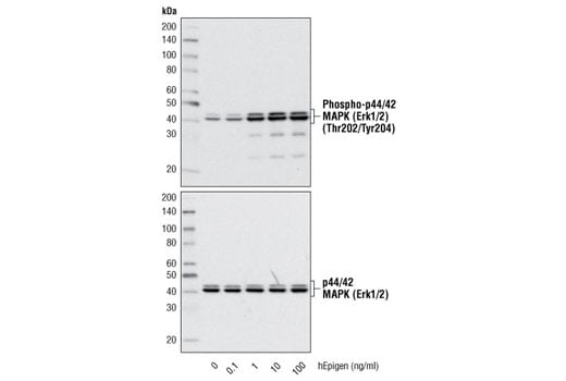 undefined Image 3: Human Epigen