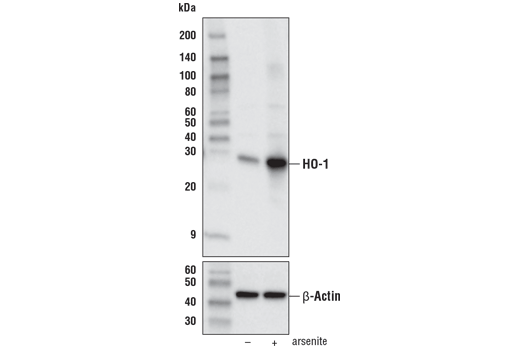 Western Blotting Image 2: HO-1 (E6Z5G) Rabbit Monoclonal Antibody