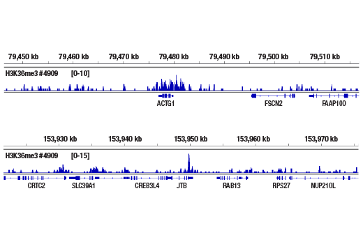 CUT & RUN Image 2: Tri-Methyl-Histone H3 (Lys36) (D5A7) Rabbit Monoclonal Antibody