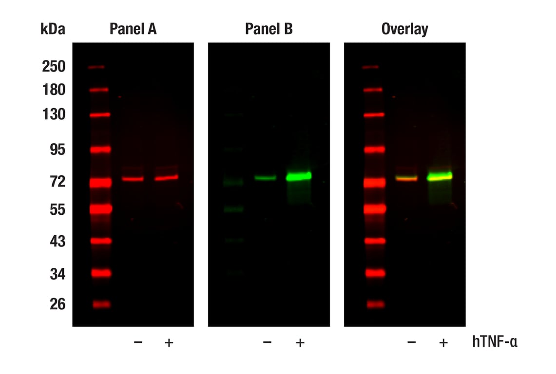 Western Blotting Image 1: Phospho-NF-kappaB p65 (Ser536) (93H1) Rabbit Monoclonal Antibody