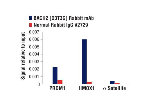 Chromatin Immunoprecipitation Image 1: BACH2 (D3T3G) Rabbit Monoclonal Antibody