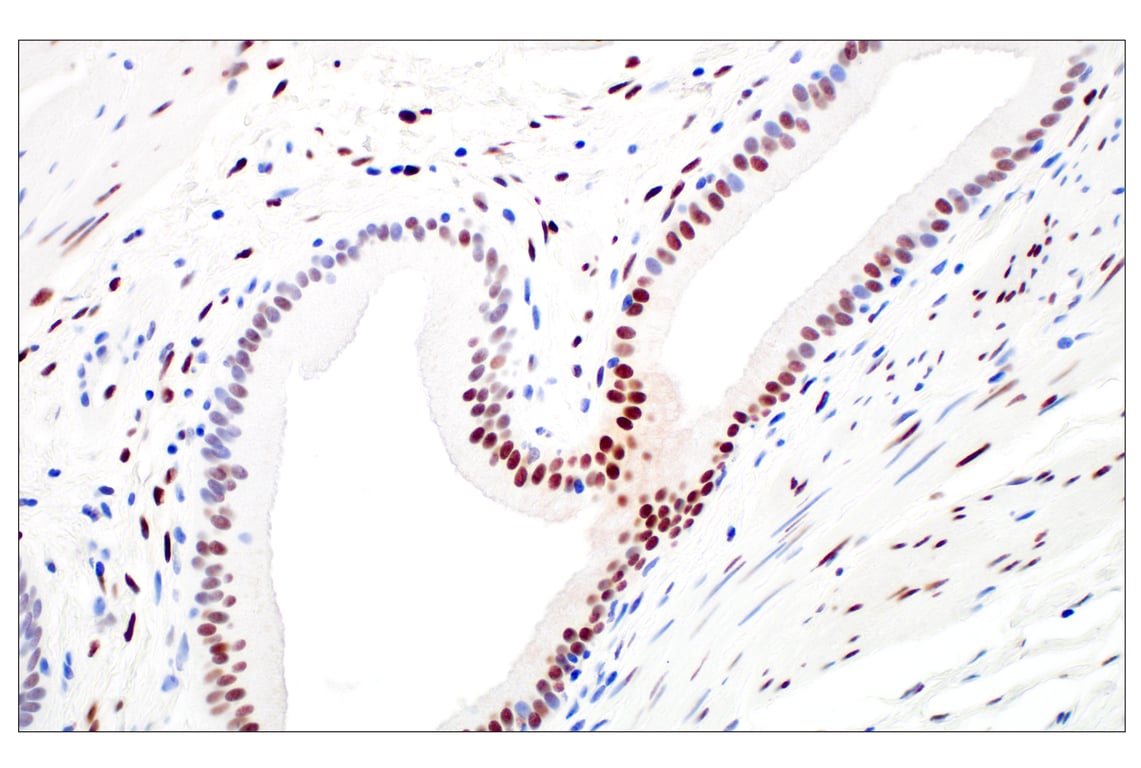 Immunohistochemistry Image 5: c-Fos (E2I7R) Rabbit Monoclonal Antibody