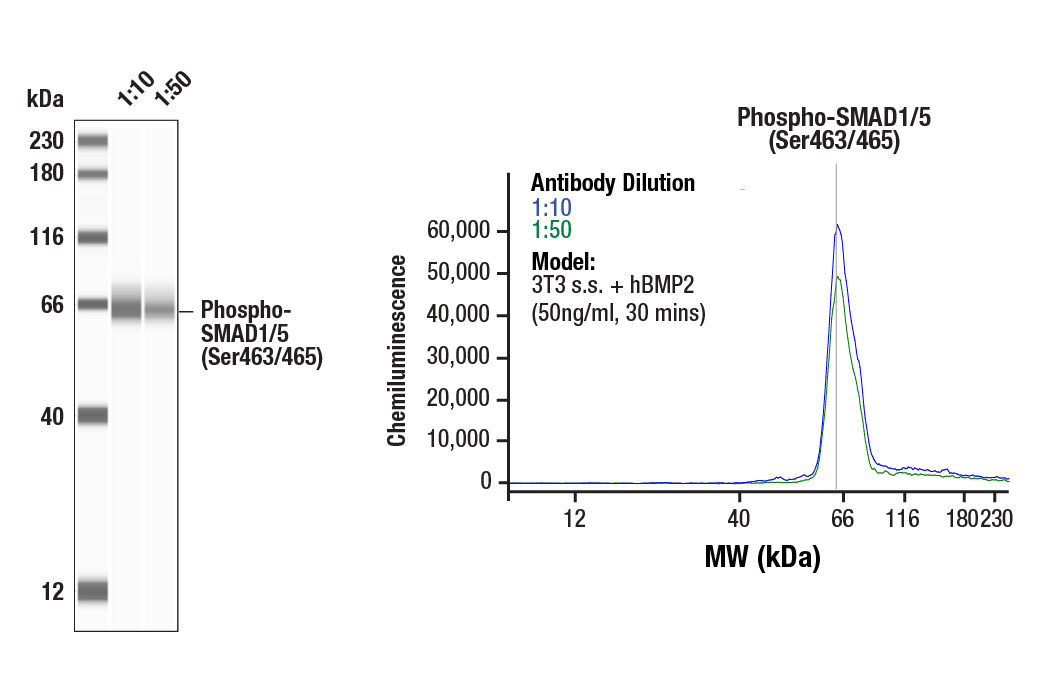 Phospho-SMAD1/5 (Ser463/465) (41D10) Rabbit mAb | Cell