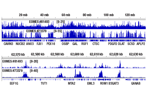 CUT & RUN Image 2: EOMES (E4Z4X) Rabbit Monoclonal Antibody