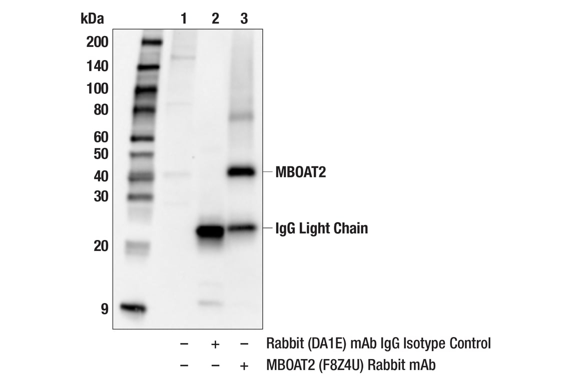 Immunoprecipitation Image 1: MBOAT2 (F8Z4U) Rabbit Monoclonal Antibody