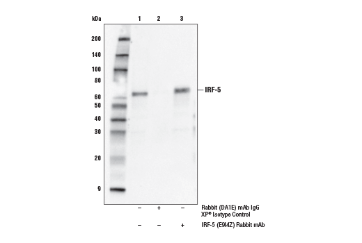Immunoprecipitation Image 1: IRF-5 (E9I4Z) Rabbit Monoclonal Antibody