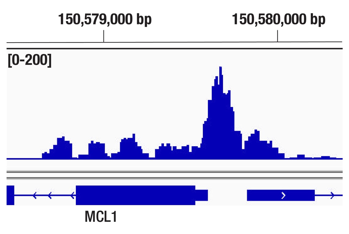 CUT & Tag Image 1: p300 (D8Z4E) Rabbit Monoclonal Antibody