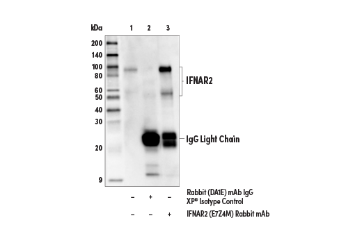 Immunoprecipitation Image 1: IFNAR2 (E7Z4M) Rabbit Monoclonal Antibody
