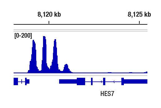 Chromatin Immunoprecipitation Image 1: ACTL6B/BAF53B (E5X8C) Rabbit Monoclonal Antibody