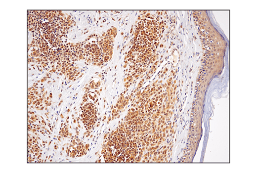 Immunohistochemistry Image 2: SHP-2 (D50F2) Rabbit Monoclonal Antibody
