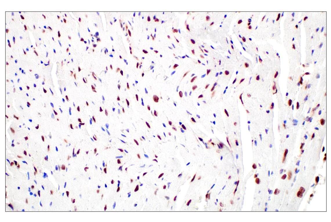 Immunohistochemistry Image 14: Basic FGF (E5Y6M) Rabbit Monoclonal Antibody