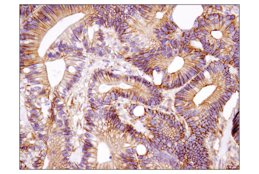 Microglia LPS-Related Module Antibody Sampler Kit | Cell