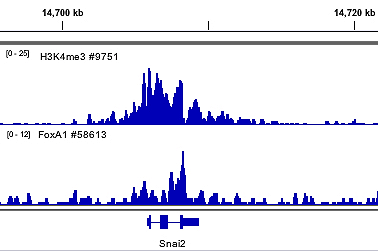 Chromatin Immunoprecipitation Image 2: SimpleChIP<sup>®</sup> Plus Enzymatic Chromatin IP Kit (Magnetic Beads)