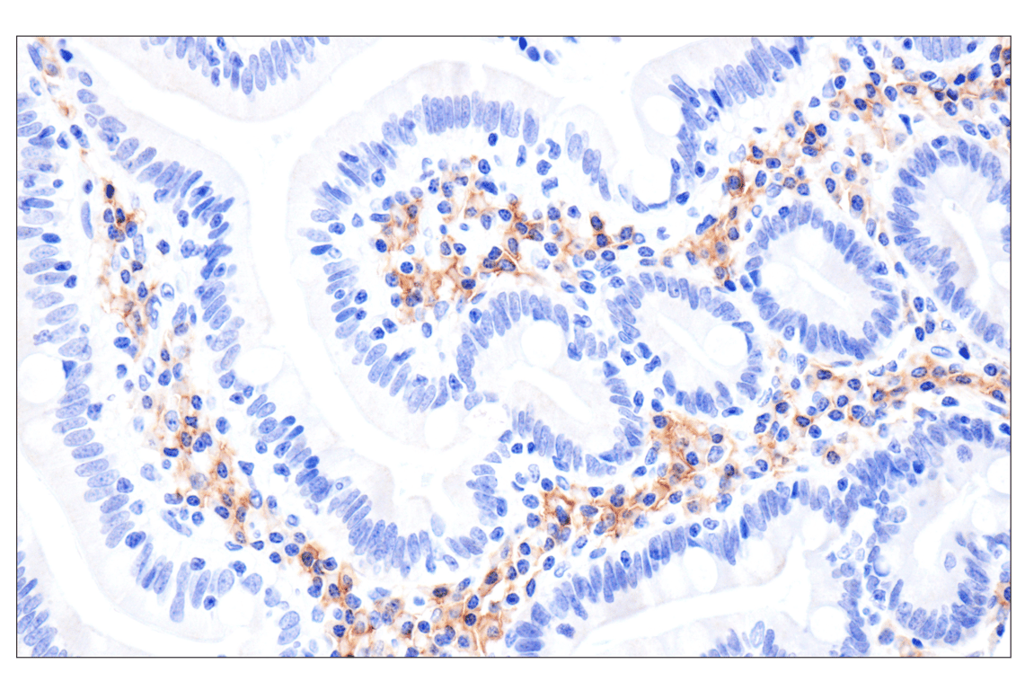 CD27 (F3R4G) Rabbit Monoclonal Antibody (BSA and Azide Free