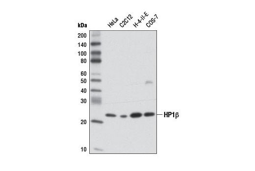 Western Blotting Image 1: HP1β (D2F2) XP<sup>®</sup> Rabbit mAb