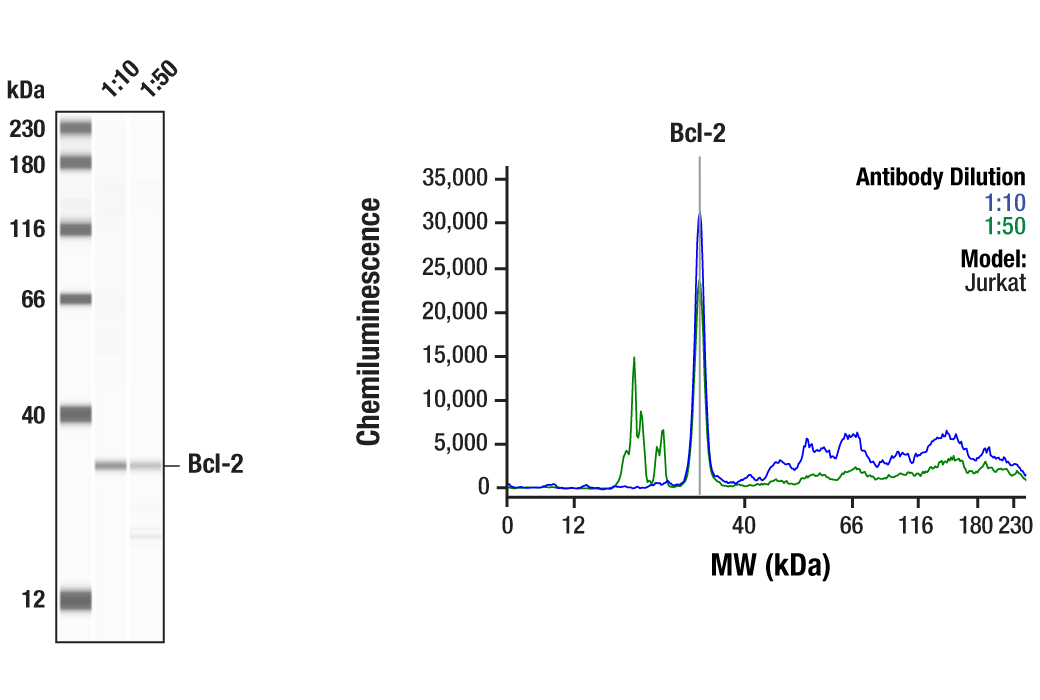 Western Blotting Image 1: Bcl-2 (124) Mouse Monoclonal Antibody