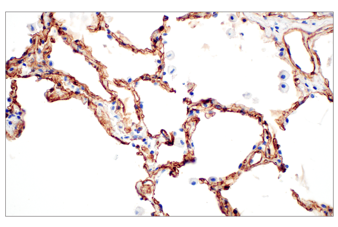 Immunohistochemistry Image 5: COL4A1 (E5M6R) Rabbit Monoclonal Antibody (BSA and Azide Free)