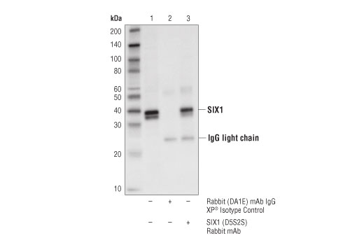 Immunoprecipitation Image 1: SIX1 (D5S2S) Rabbit Monoclonal Antibody