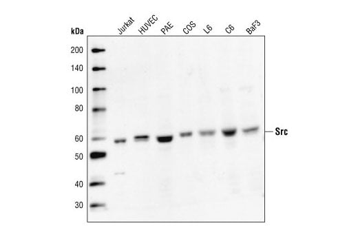 Western Blotting Image 1: Src Antibody