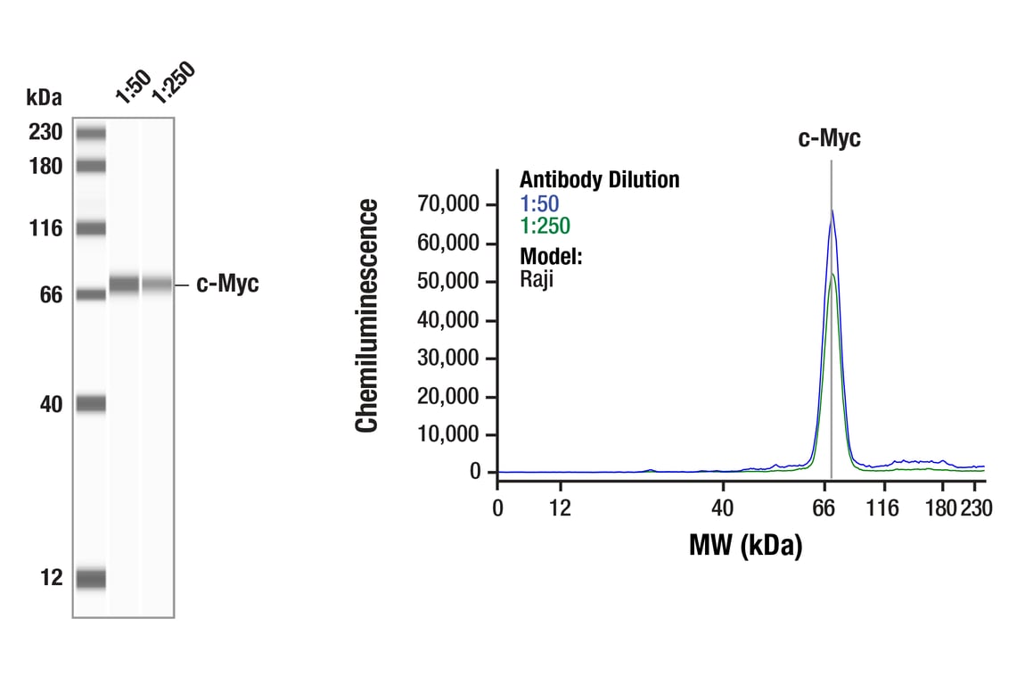 undefined Image 56: Wnt/beta-Catenin Activated Targets Antibody Sampler Kit