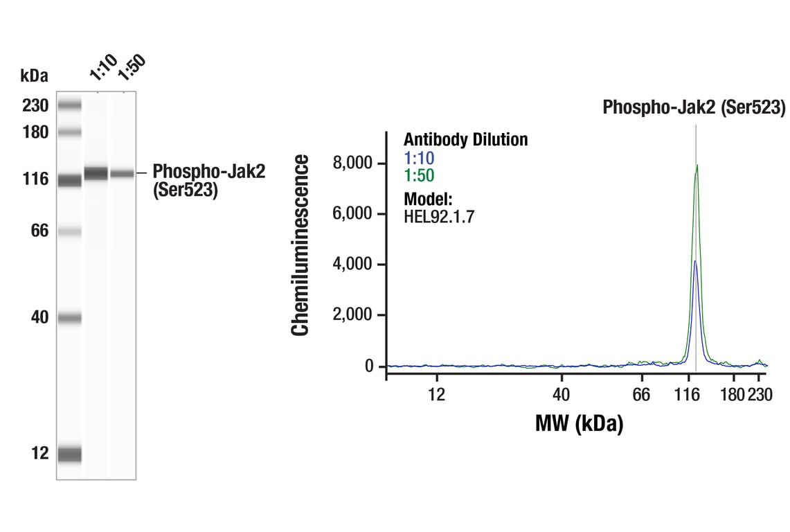 Western Blotting Image 1: Phospho-Jak2 (Ser523) (F8E8U) Rabbit Monoclonal Antibody