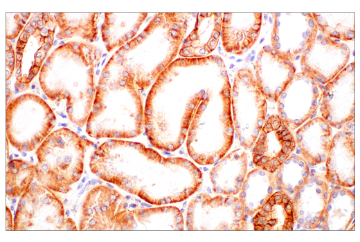 Immunohistochemistry Image 10: JAM-A (E8D2N) Rabbit Monoclonal Antibody