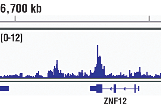 Chromatin Immunoprecipitation Image 1: ESET (D4M8R) XP<sup>®</sup> Rabbit mAb