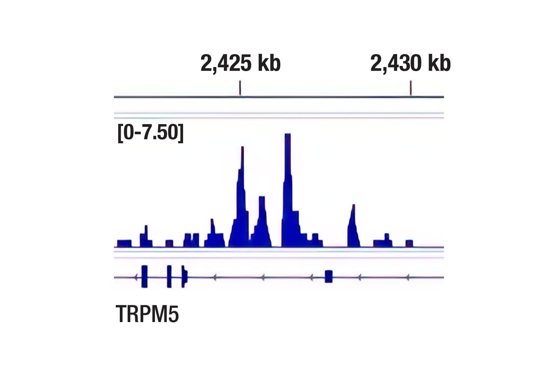 Chromatin Immunoprecipitation Image 1: POU2F3 (E5N2D) Rabbit Monoclonal Antibody
