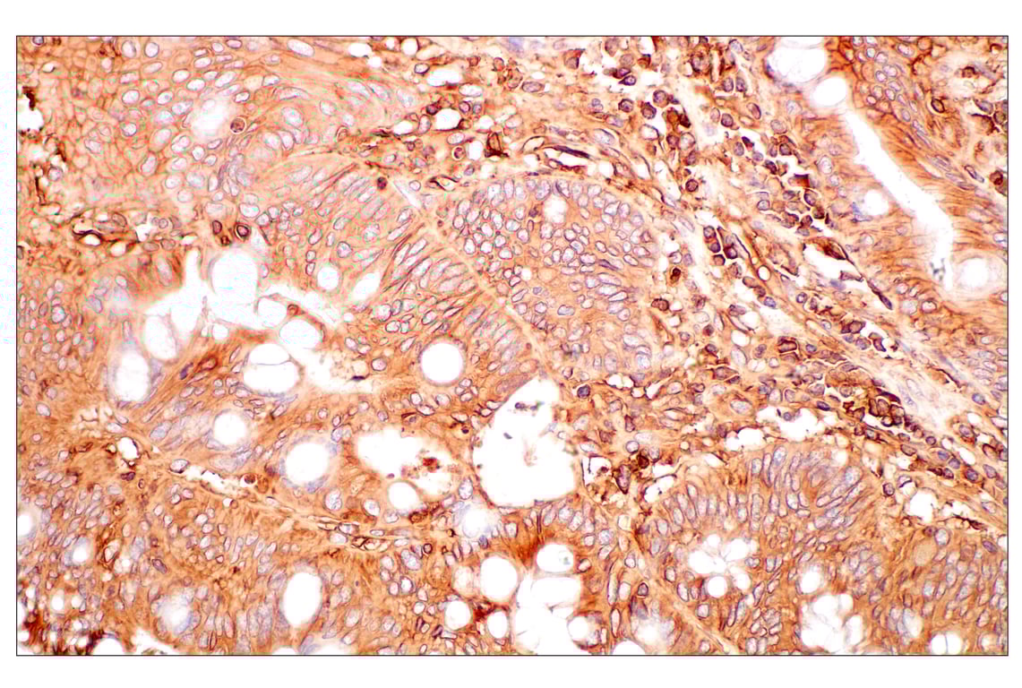 Immunohistochemistry Image 6: MHC Class I (EMR8-5) Mouse Monoclonal Antibody